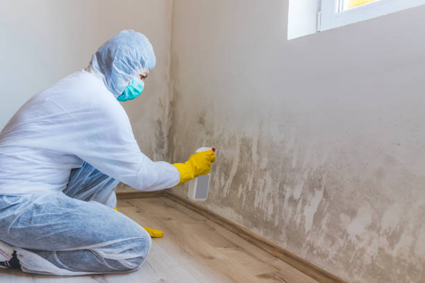 Attic Mold Removal in Harrogate, TN