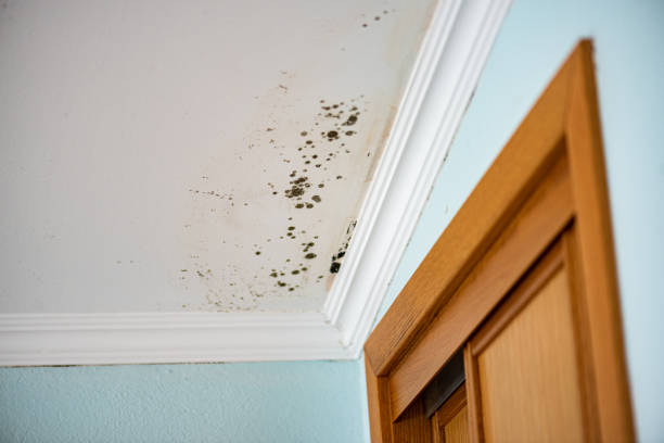 Mold Removal Process in Harrogate, TN