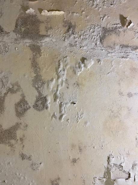 Best Attic Mold Removal  in Harrogate, TN