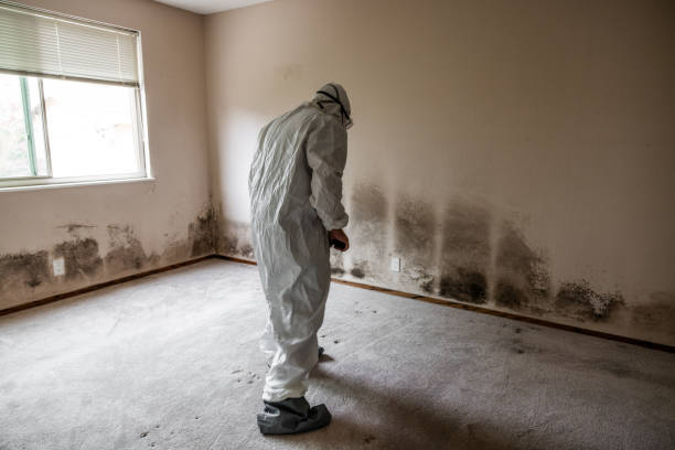 Best Residential Mold Removal  in Harrogate, TN