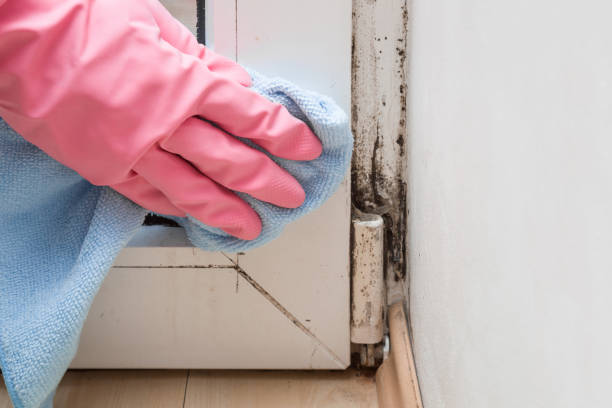 Home Mold Removal in Harrogate, TN