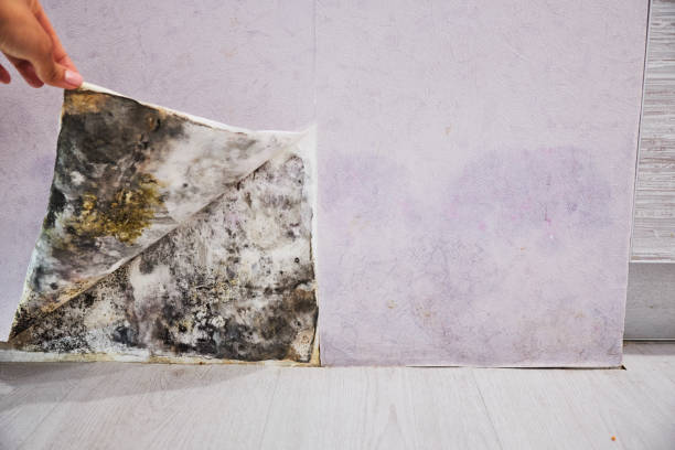 Best Fast Mold Removal  in Harrogate, TN